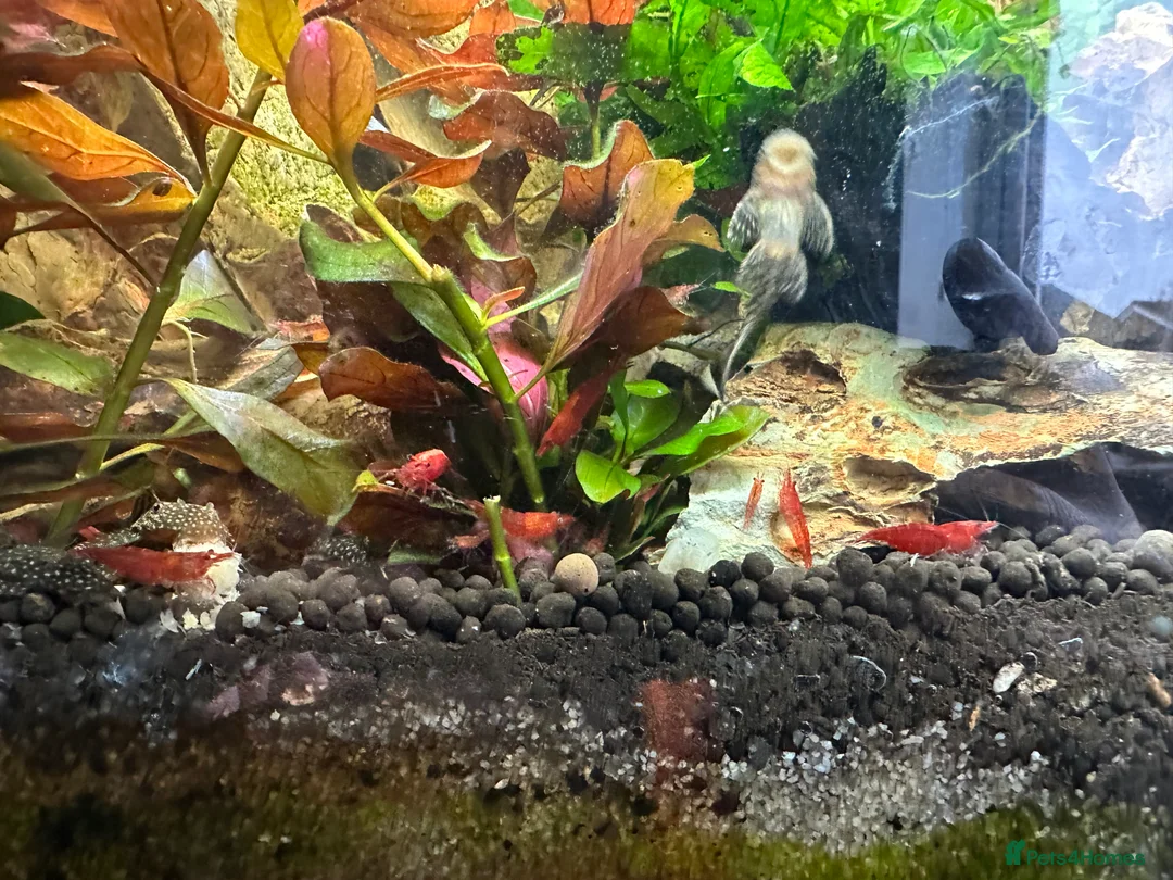 Plecos fish for sale: Juvenile bn plecos - cherry shrimp - swordtails - Advert 10