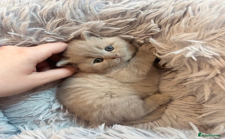 British Shorthair cats - Advert 13