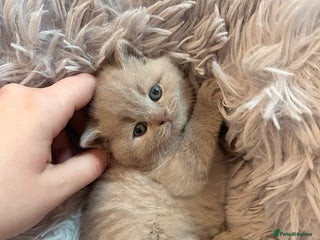 British Shorthair cats - Advert 16