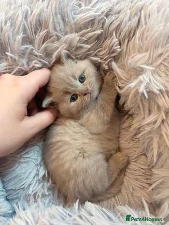 British Shorthair cats - Advert 11