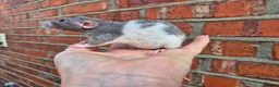 Rat rodents for sale: Various dumbo rats  - Advert 7