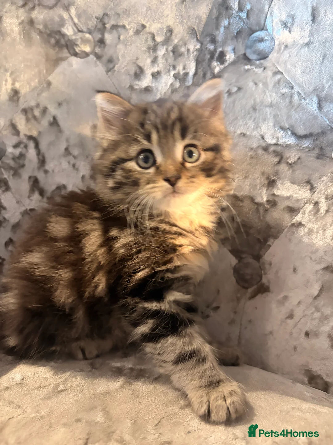 Mixed Breed cats for sale: Half Norwegian forest cat male kitten in Tonbridge - Advert 2