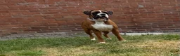 Boxer dogs for sale: Boxer girl looking for her forever home ❤️ - Advert 4