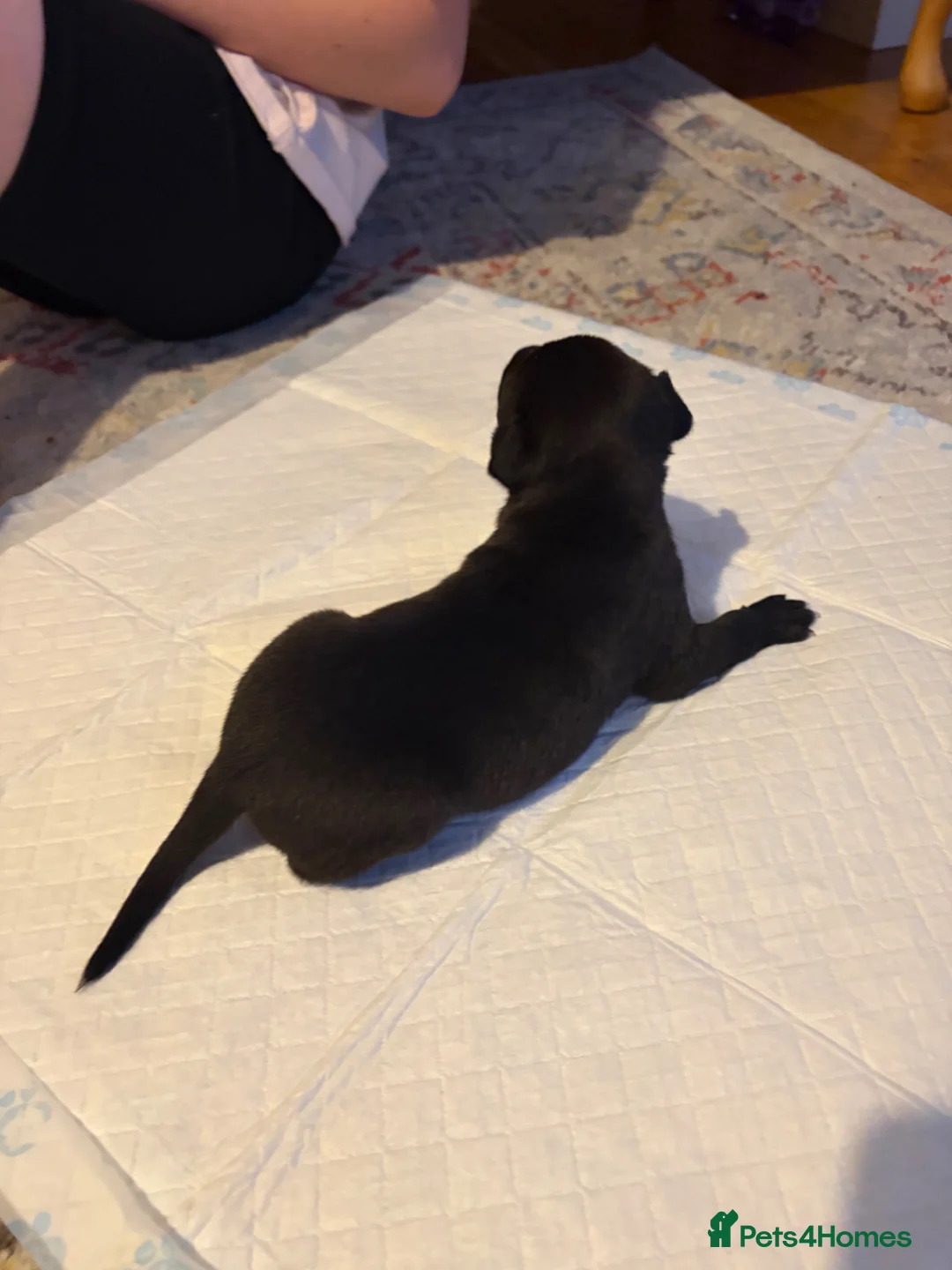 Mixed Breed dogs for sale: Lab x Lurcher  in Northampton - Advert 4