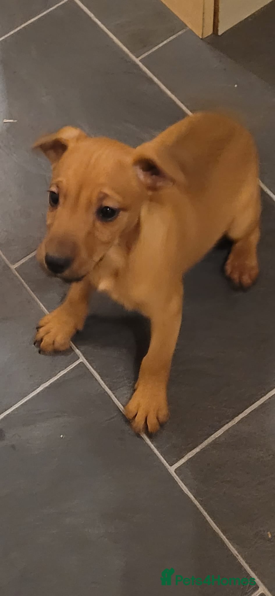 Patterdale Terrier dogs Patterdale pups. - Advert 5