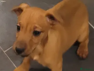 Patterdale Terrier dogs Patterdale pups. - Advert 2