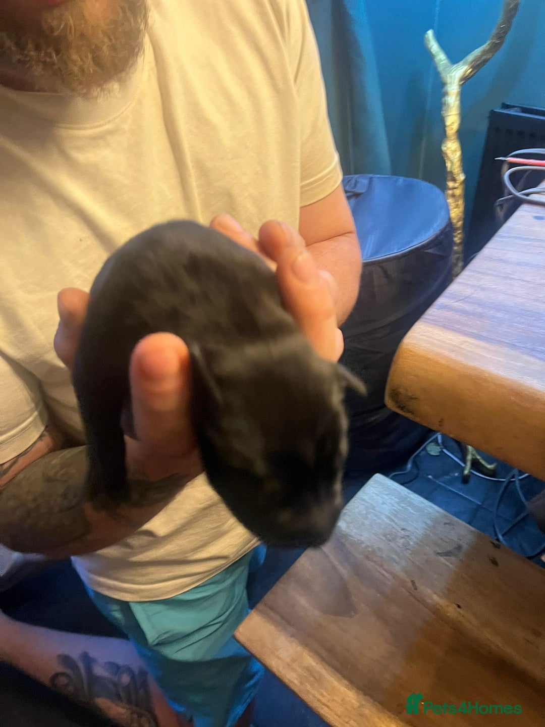 Mixed Breed dogs for sale: Blue staff x Black labrador puppies  - Advert 5