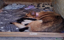 Mixed Breed dogs for sale: Pups fir sale  - Image 9