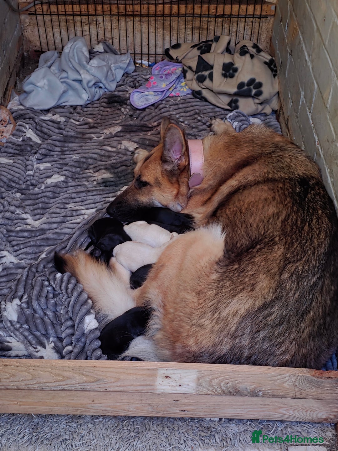 Mixed Breed dogs for sale: Pups fir sale  - Image 9