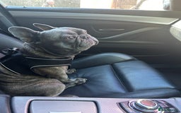 French Bulldog dogs for stud: Bailey - Image 1