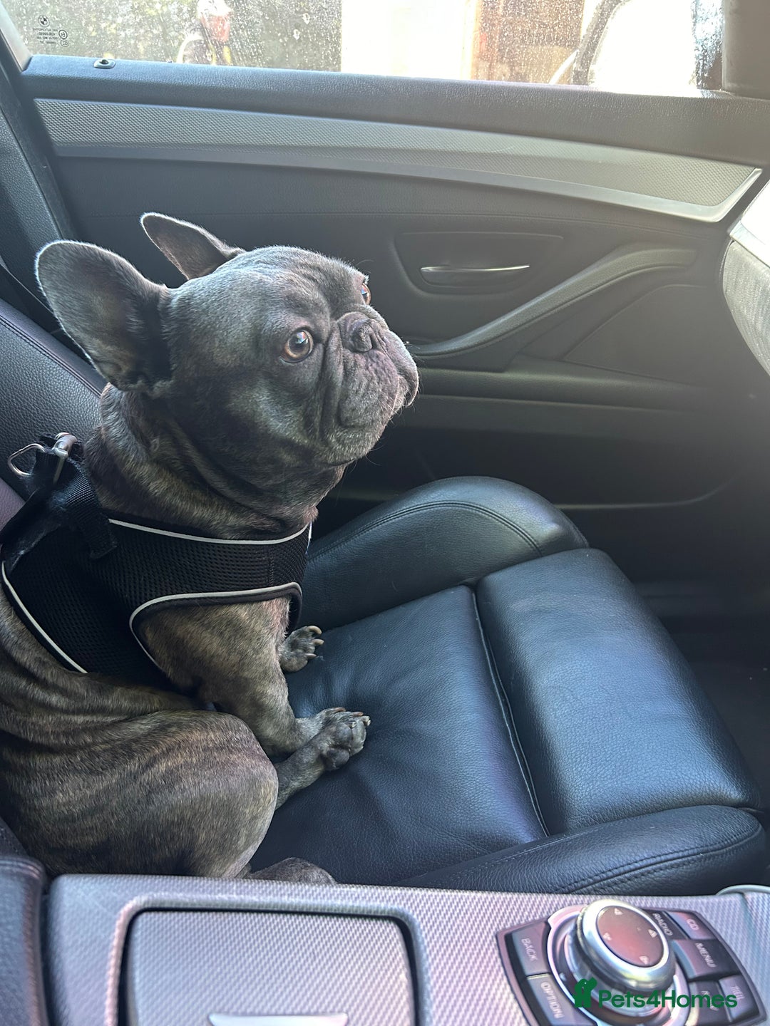 French Bulldog dogs for stud: Bailey - Image 1