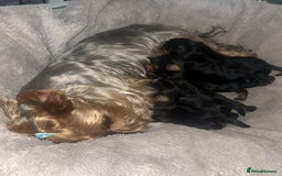 Yorkshire Terrier dogs for sale: Adorable Yorkshire Terrier Puppies✨ - Image 2