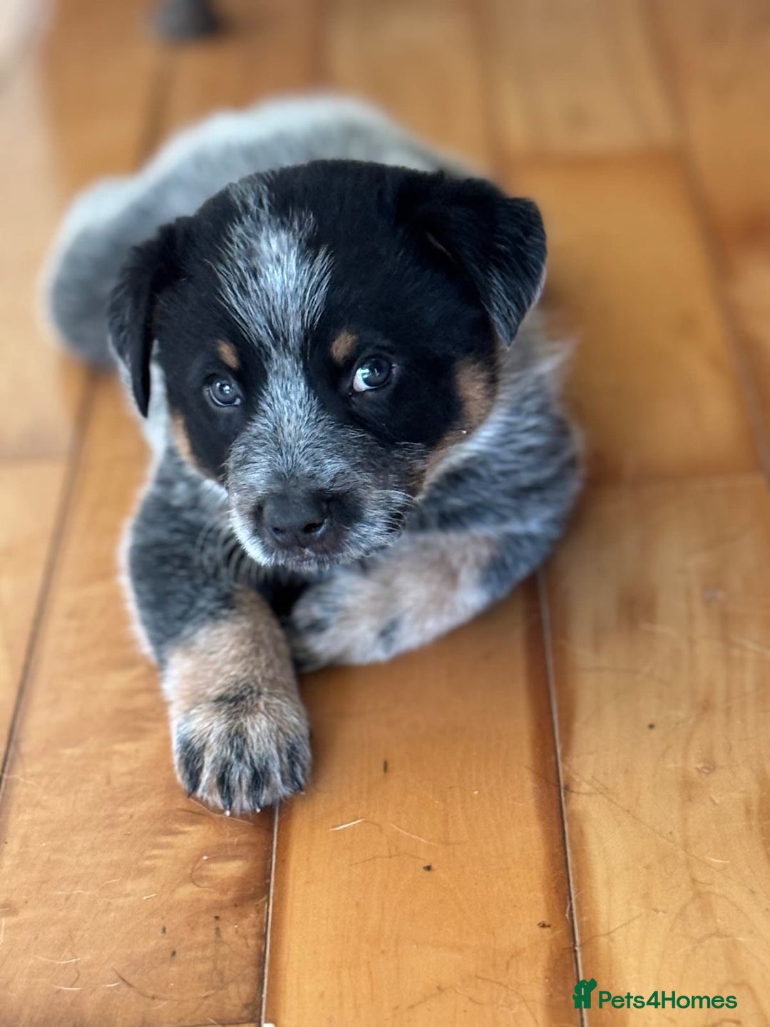 Australian Cattle Dog dogs for sale: Australian Cattle Dog Pups - Advert 2