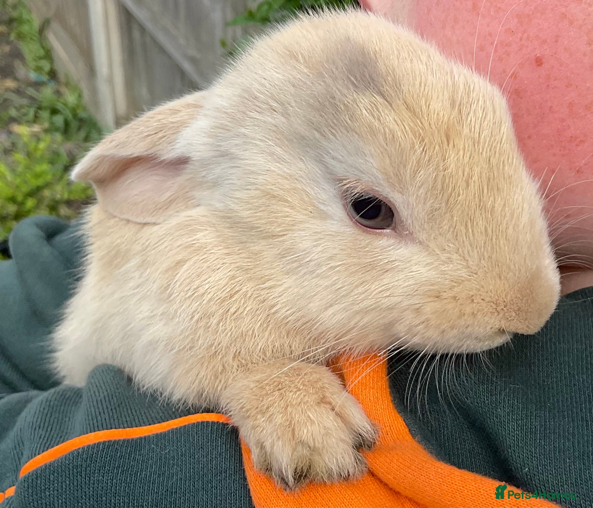 Mini Lop rabbits X5 Mini Lop Bunnies - Advert 1
