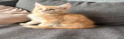 Maine Coon cats for sale: Sweet teddy bears. 🧸 🐈‍⬛ - Advert 31