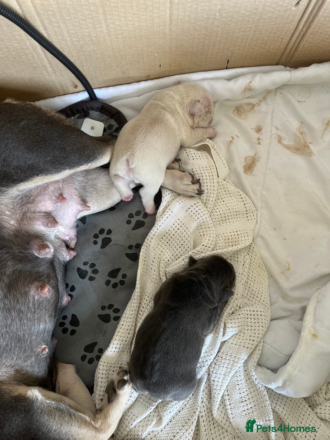 French Bulldog dogs for sale: LILAC TAN FRENCH BULLDOG PUPPY L4/L4 FLUFFY💪🏻⭐️ - Advert 7