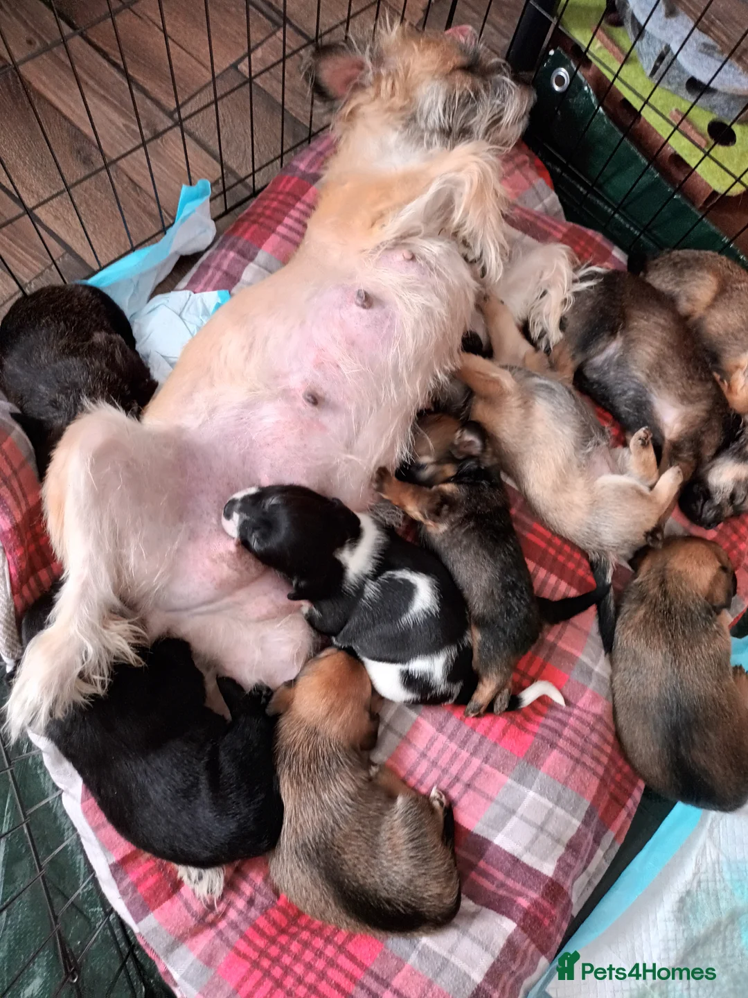 Mixed Breed dogs for sale: Shih tzu cross puppies in Durham - Advert 1