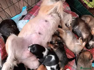 Mixed Breed dogs Shih tzu cross puppies - Advert 9