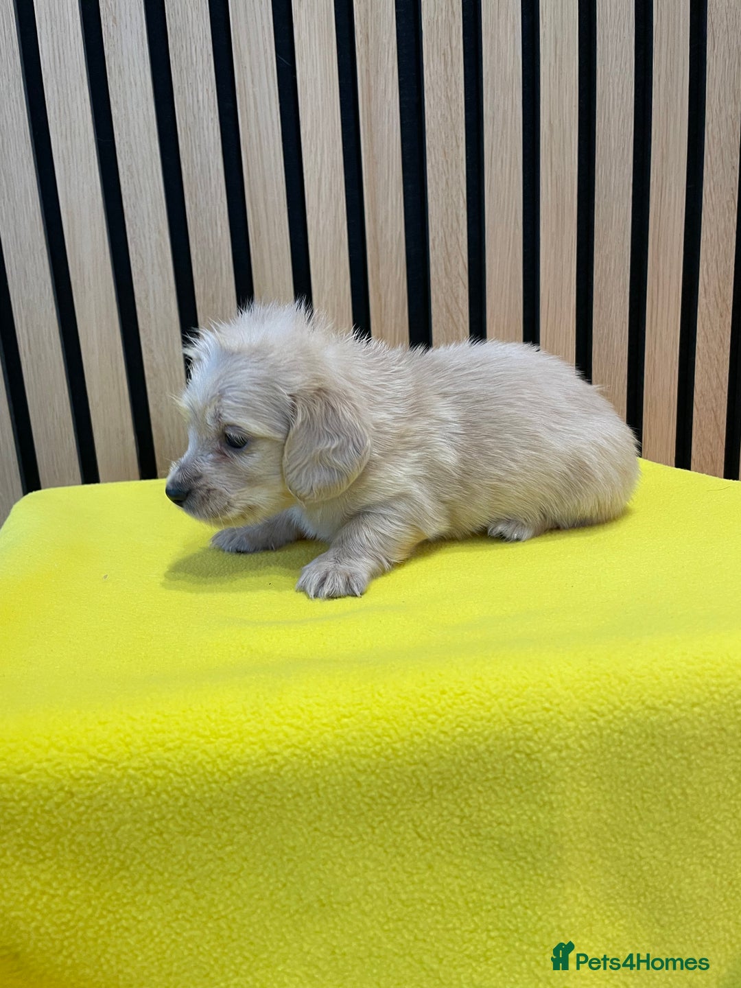 Miniature Dachshund dogs for sale: Miniature Dash hound long haired English  cream - Advert 17