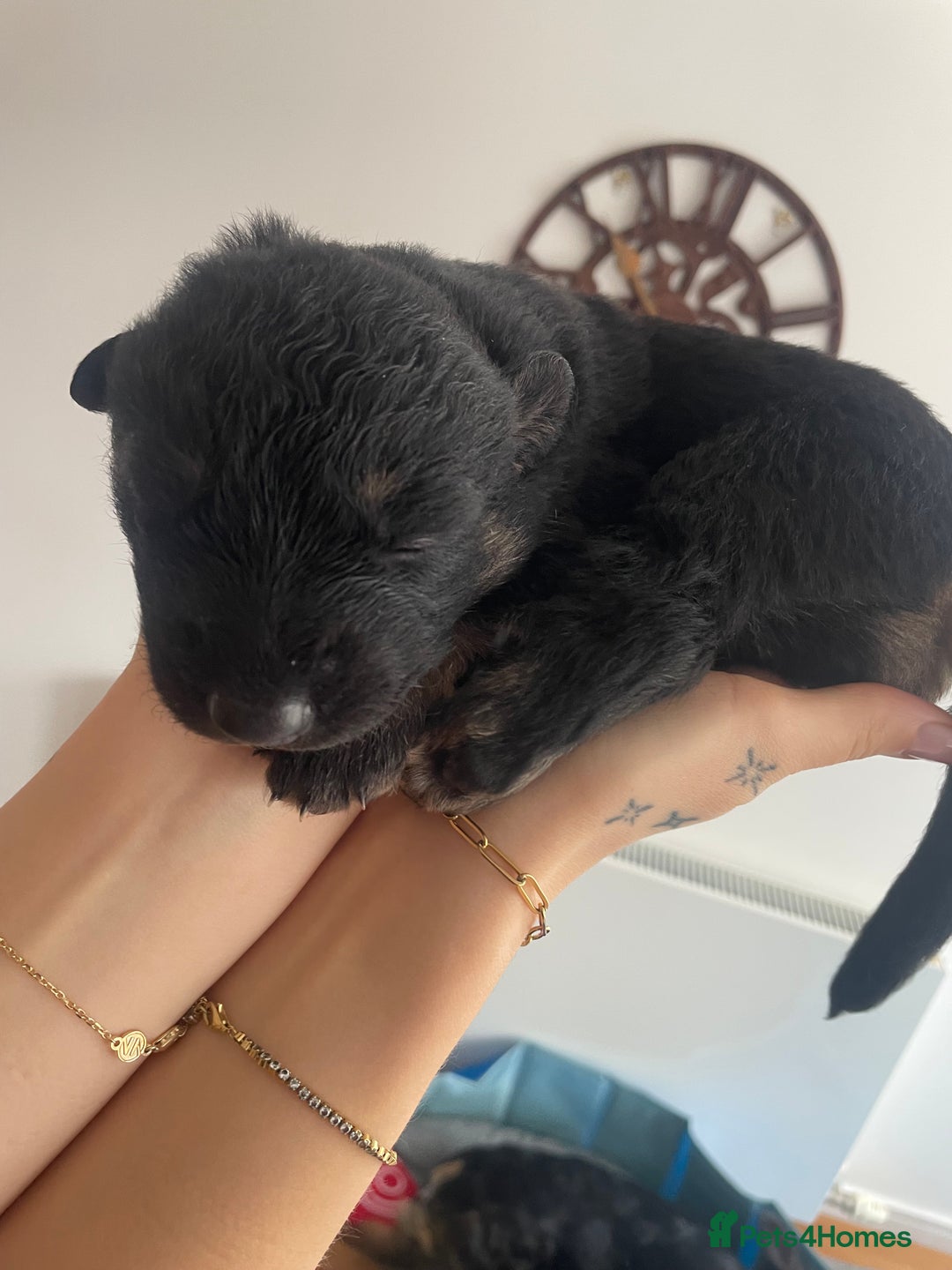 German Shepherd dogs for sale: German Shepherd puppies for sale (Full Pedigree) - Image 19