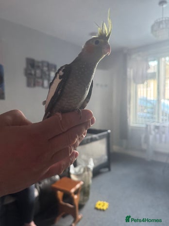 Cockatiels birds - Advert 11