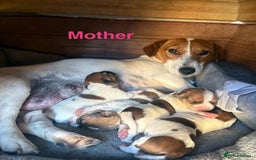 Jack Russell dogs for sale: Jack Russell Pups  - Image 5