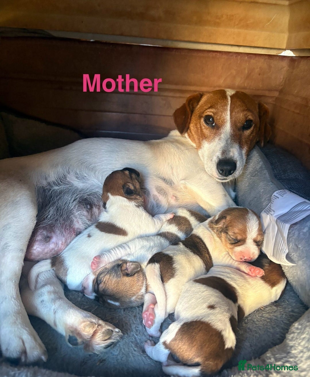 Jack Russell dogs for sale: Jack Russell Pups  - Image 5