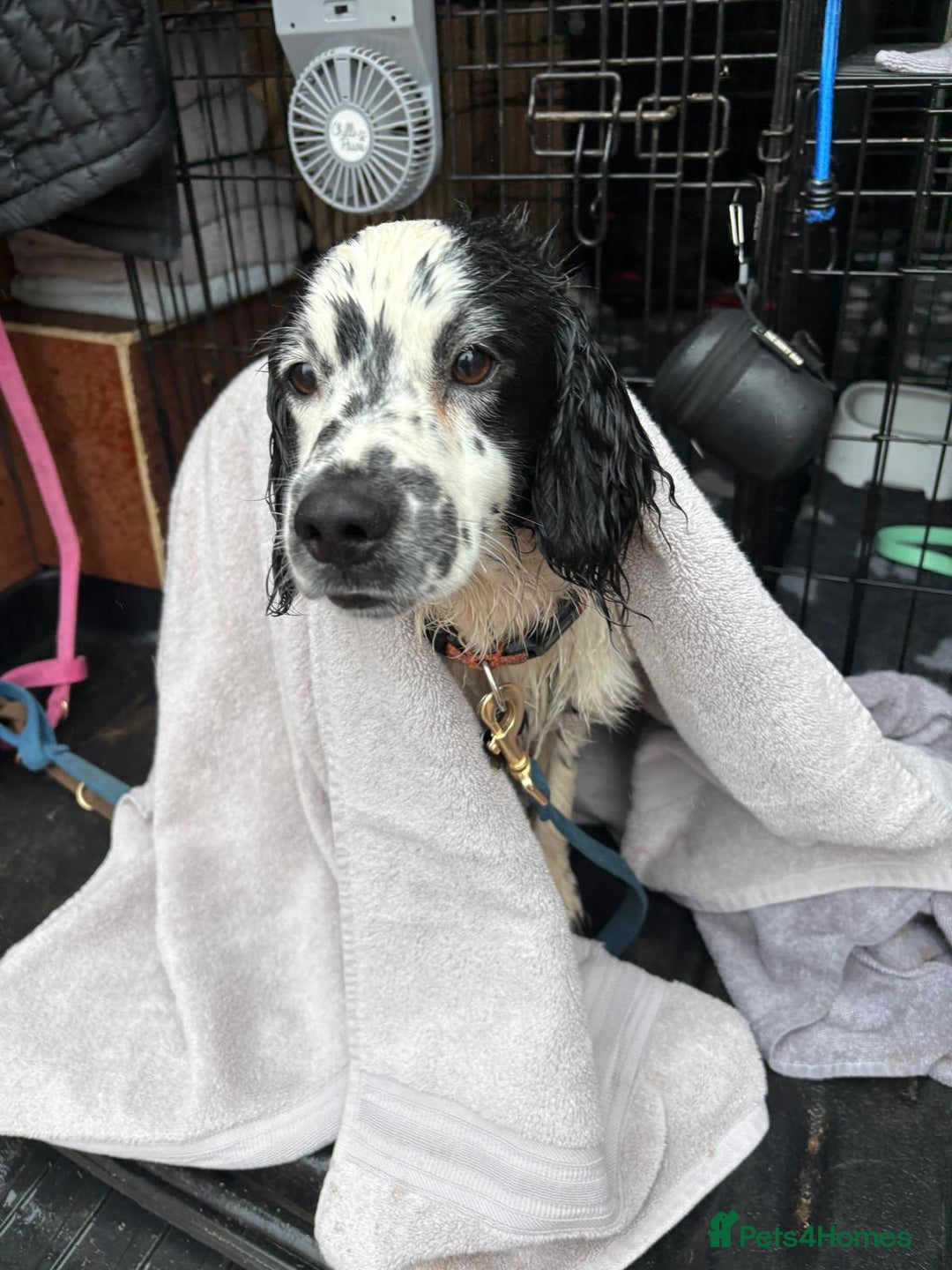Mixed Breed dogs for stud: Smudge  - Image 4