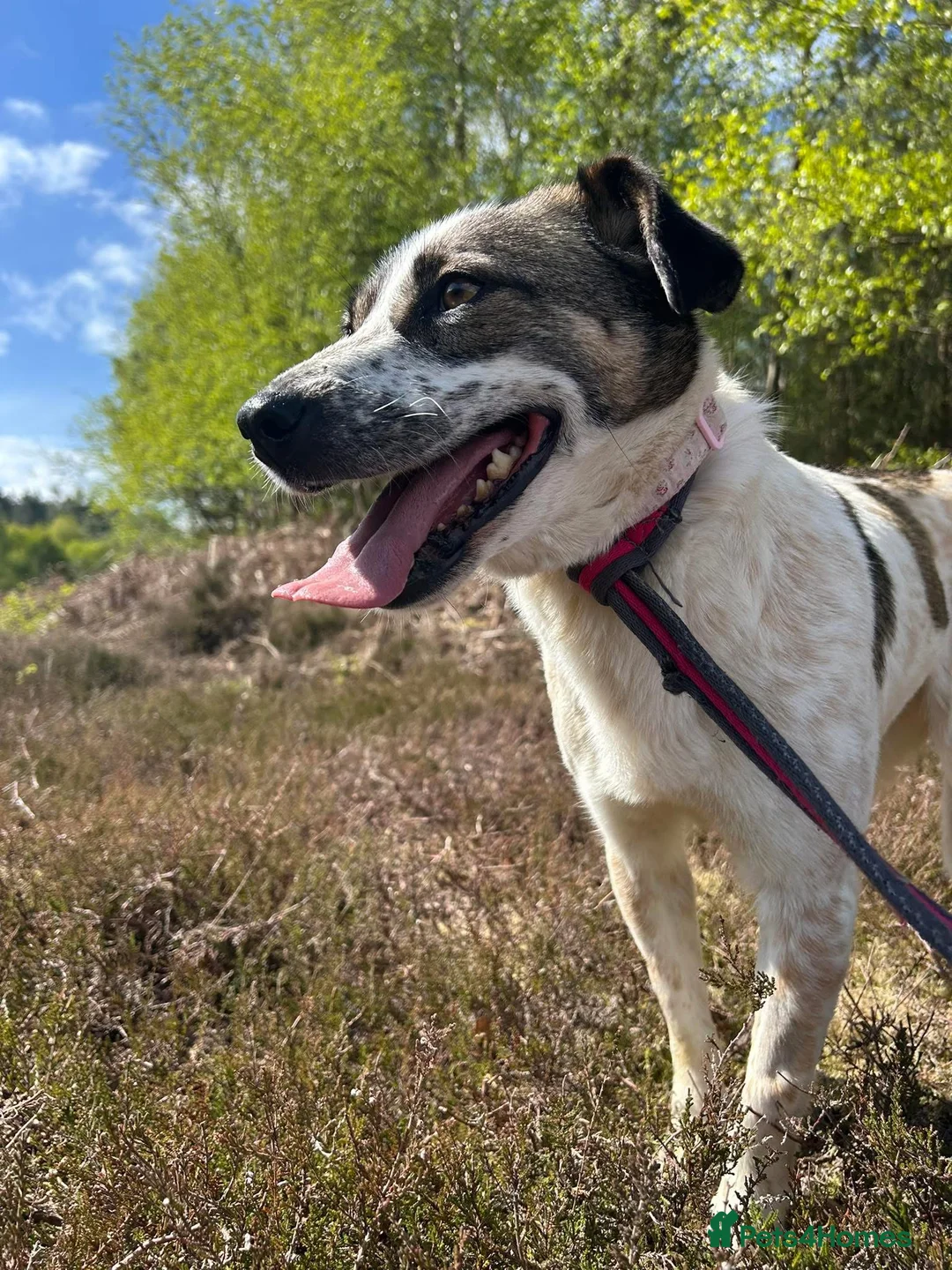 Mixed Breed dogs for adoption: Sherbet - Norwich Norfolk  in Norwich - Advert 5