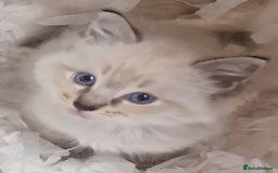 Ragdoll cats for sale: Gorgeous gccf reg Ragdoll kittens  - Image 8