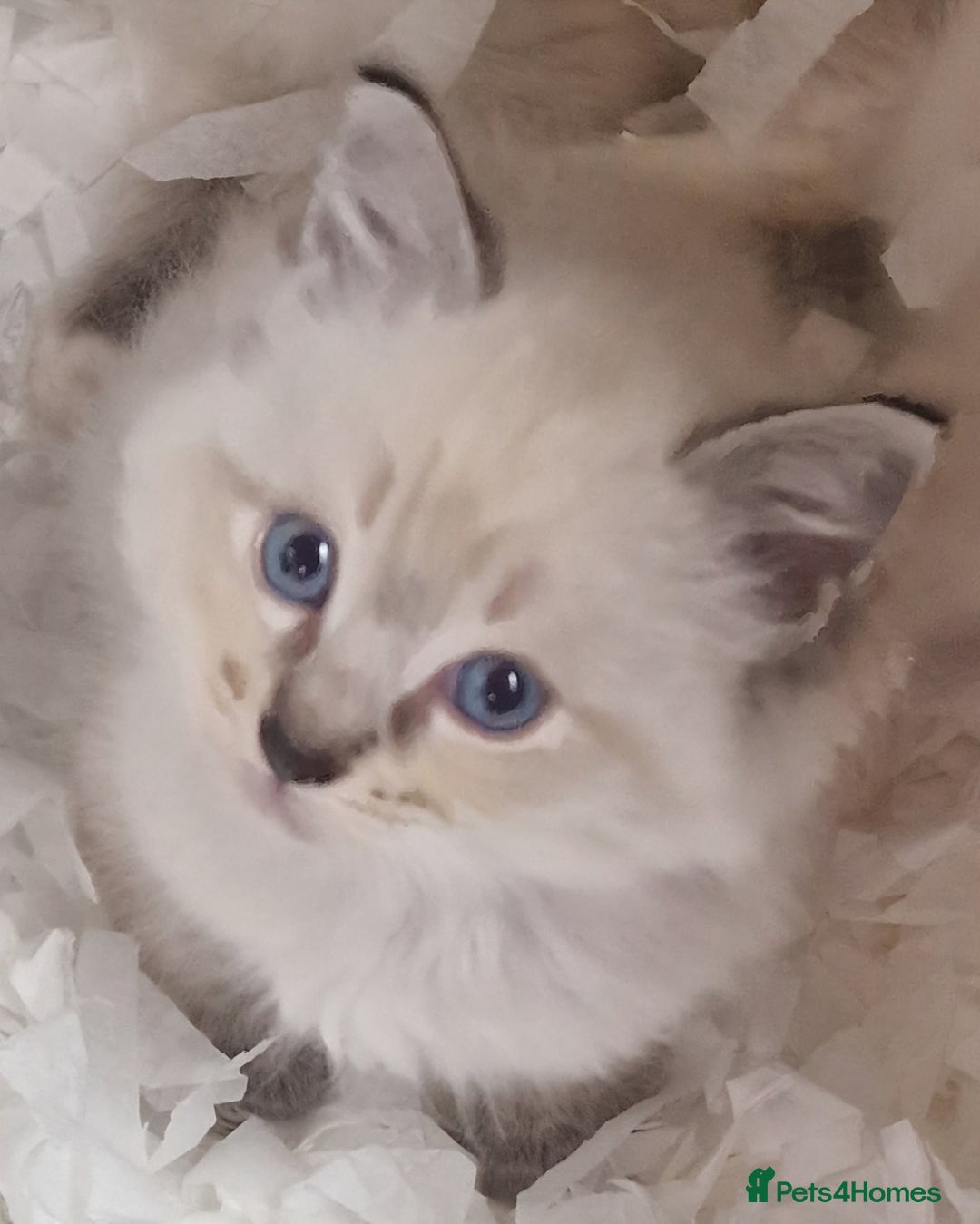Ragdoll cats for sale: Gorgeous gccf reg Ragdoll kittens  - Image 8