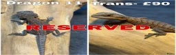 Bearded Dragon reptiles for sale: Bearded Dragons Ready To Reserve - Advert 11