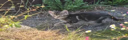 Mixed Breed cats for sale: Three Kittens for Sale - Ready now near Chulmleigh - Advert 4