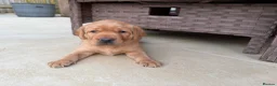 Labrador Retriever dogs for sale: Harleigh & FTCH Jarailstar Hogen of Stauntonvale - Advert 8