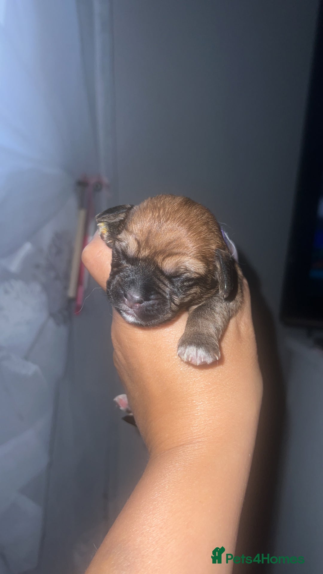 Mixed Breed dogs for sale: Schweenie pups - Image 1