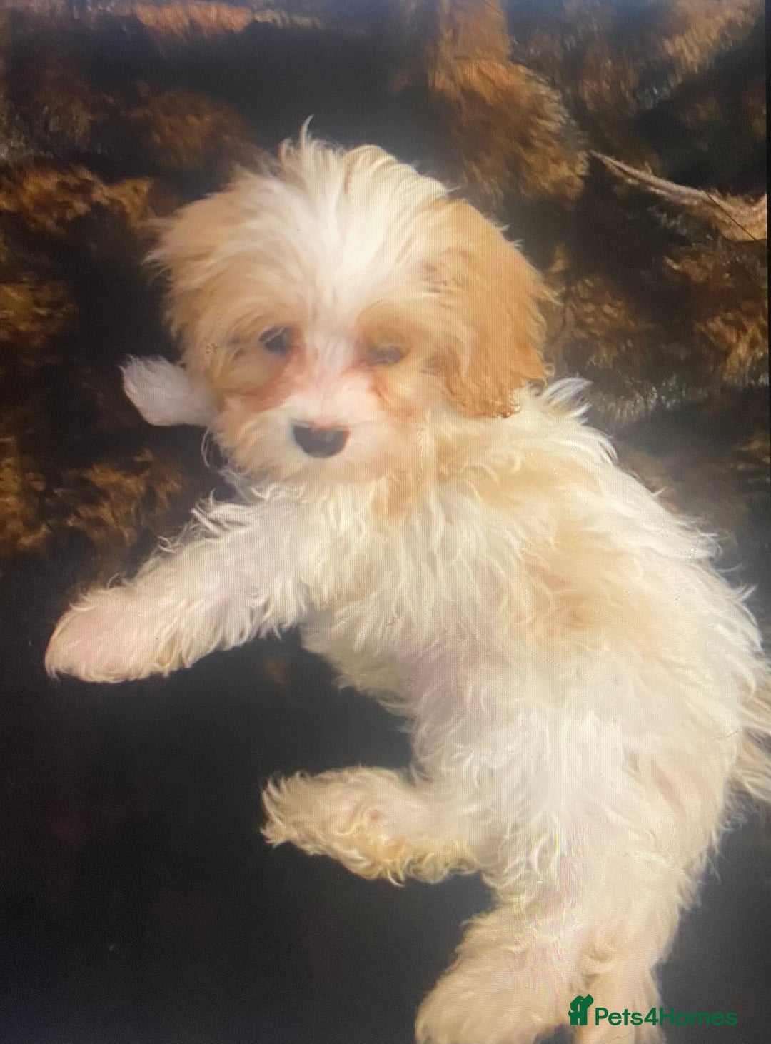 Cavapoo dogs for sale:  DNA clear parents/grandparents BVA heart/eyes - Advert 7