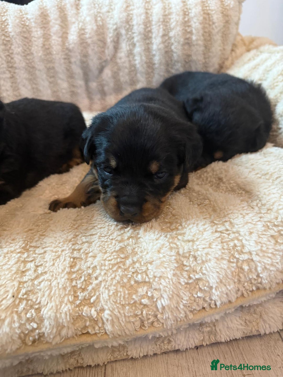 Rottweiler dogs for sale: Rottweiler puppies - ready  **   - Advert 9
