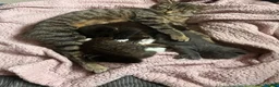 Mixed Breed cats for sale:     ✨ Stunning Longhair Kittens – Walter & Ted ✨  in Weston-super-Mare - Advert 1