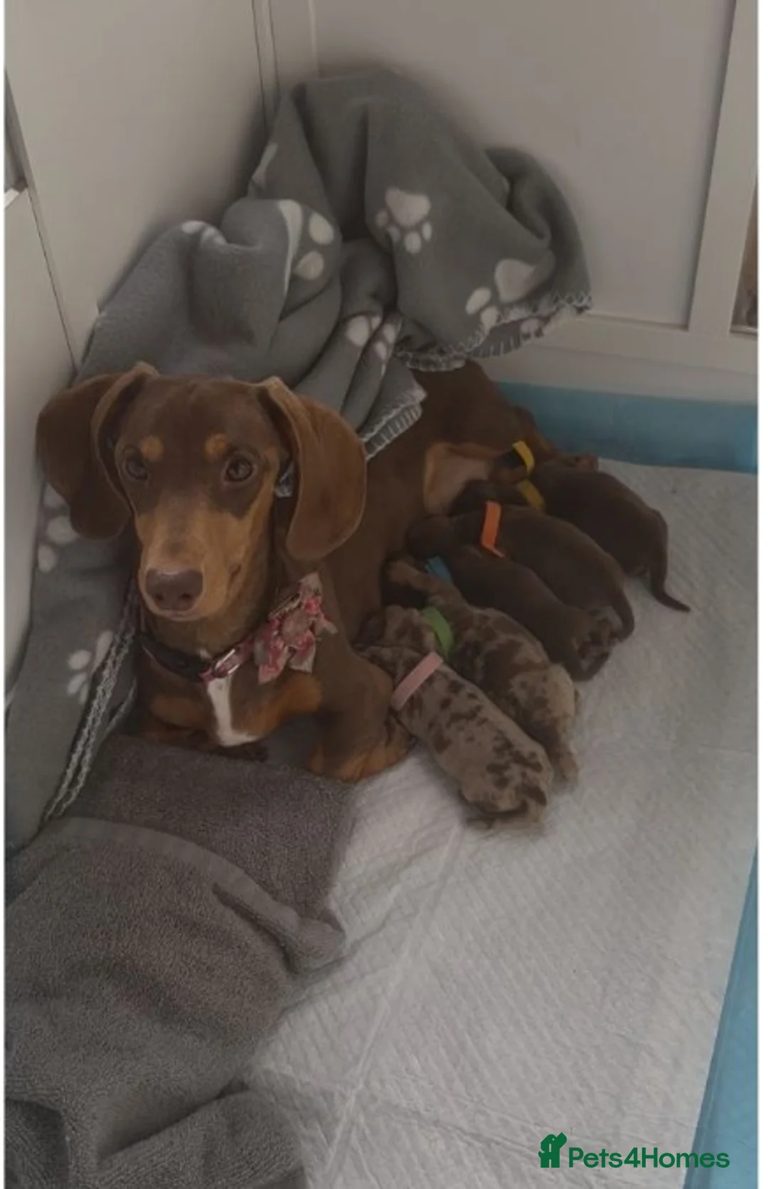 Miniature Dachshund dogs for sale: Stunning Miniature Dachshund Puppies in Glasgow - Advert 2