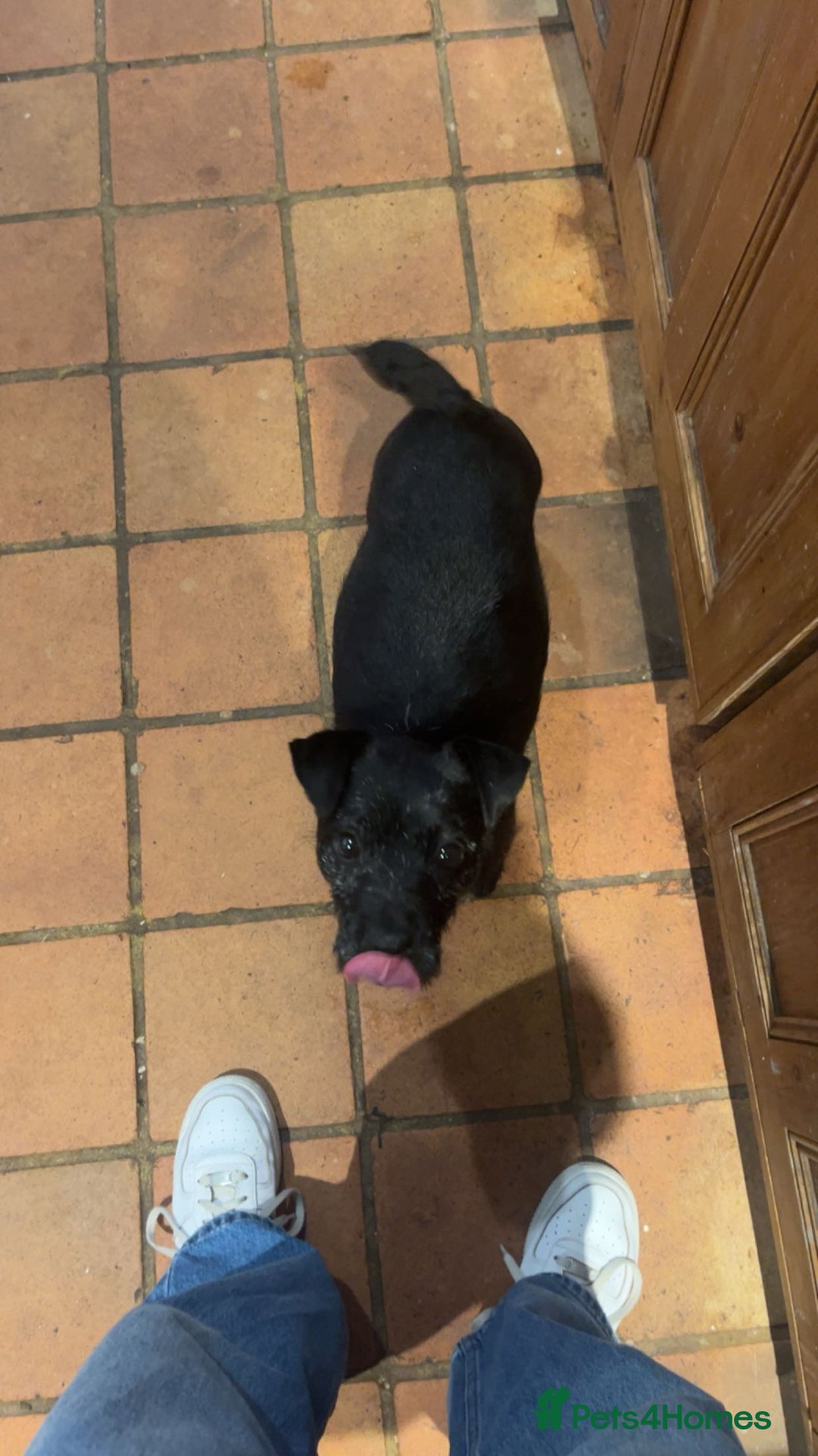 Patterjack dogs for sale: Patterjack Puppy  - Image 4
