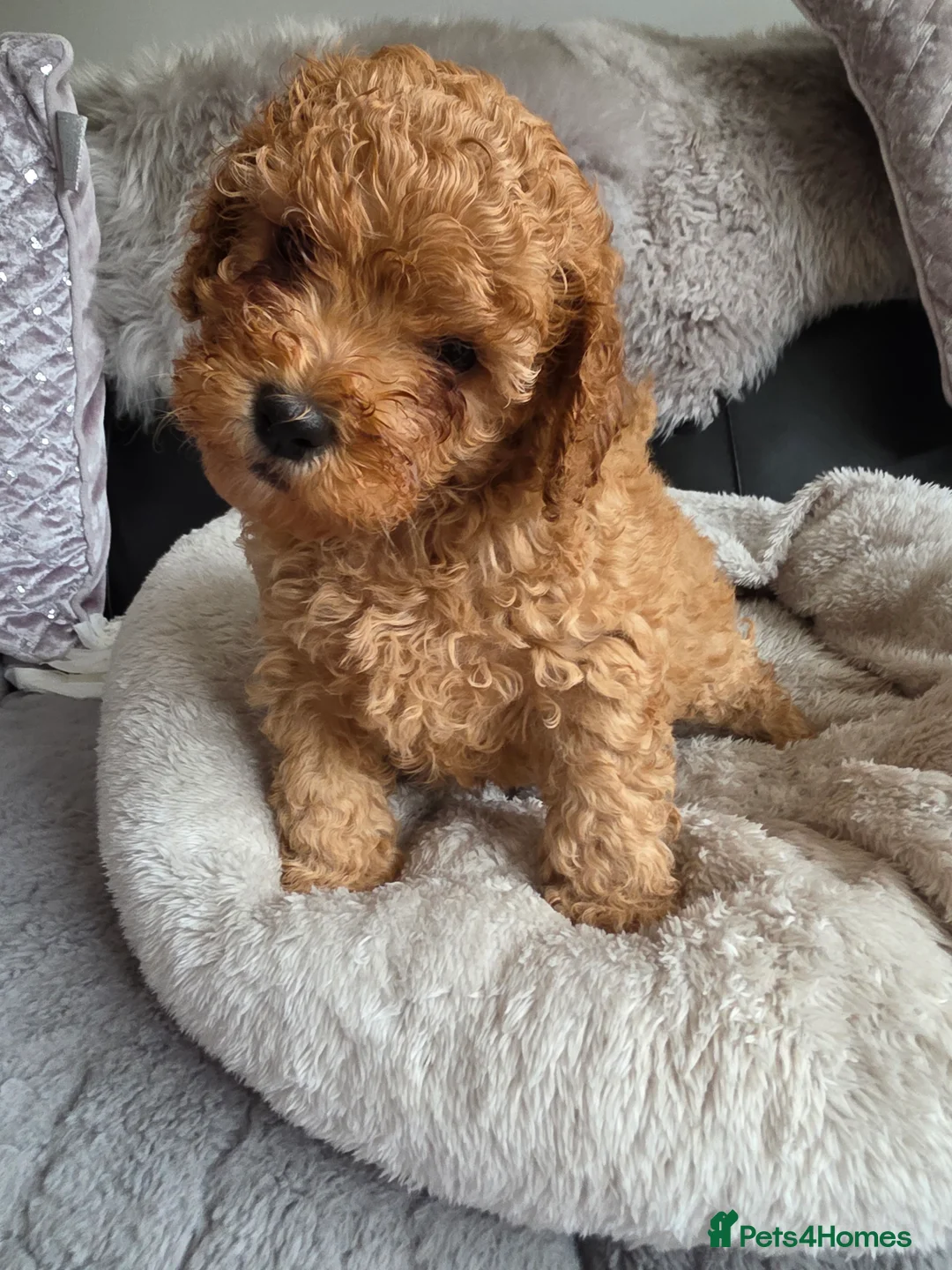 Cockapoo dogs for sale: Cream Cockapoo puppies - Advert 5