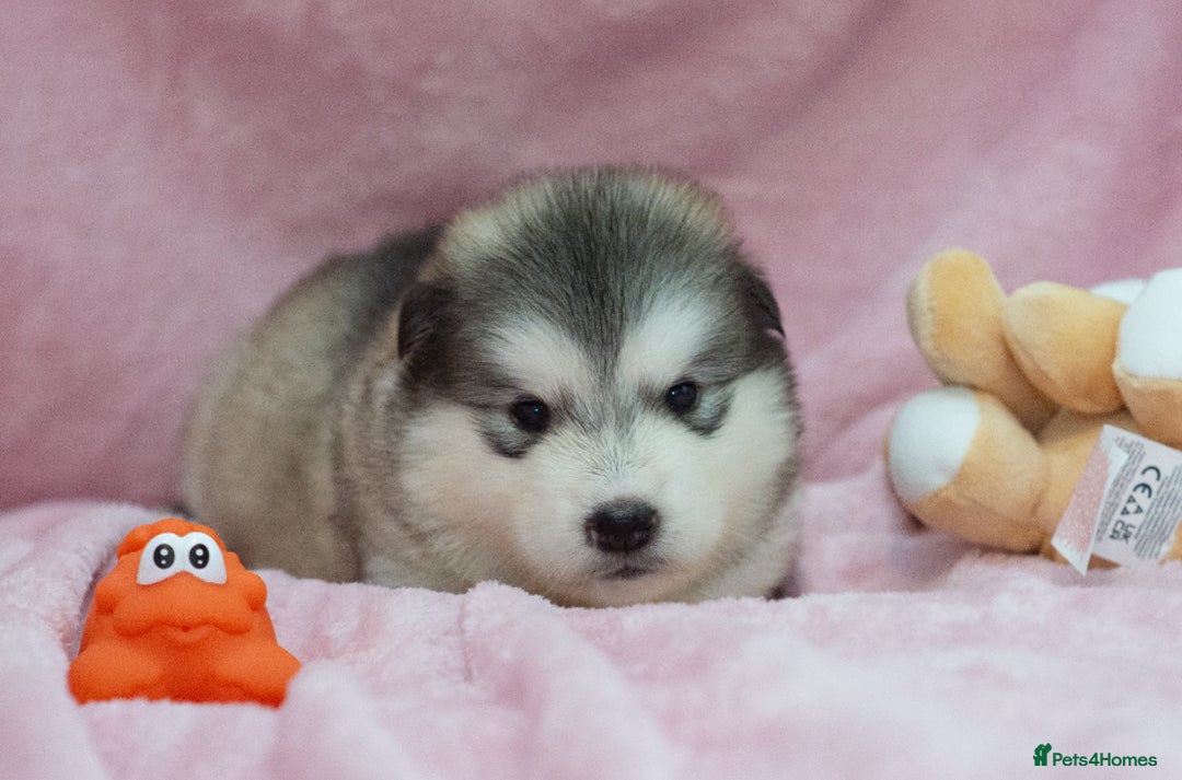 Alaskan Malamute dogs for sale: 🌟Beautiful pure malamutes💯 - Image 14