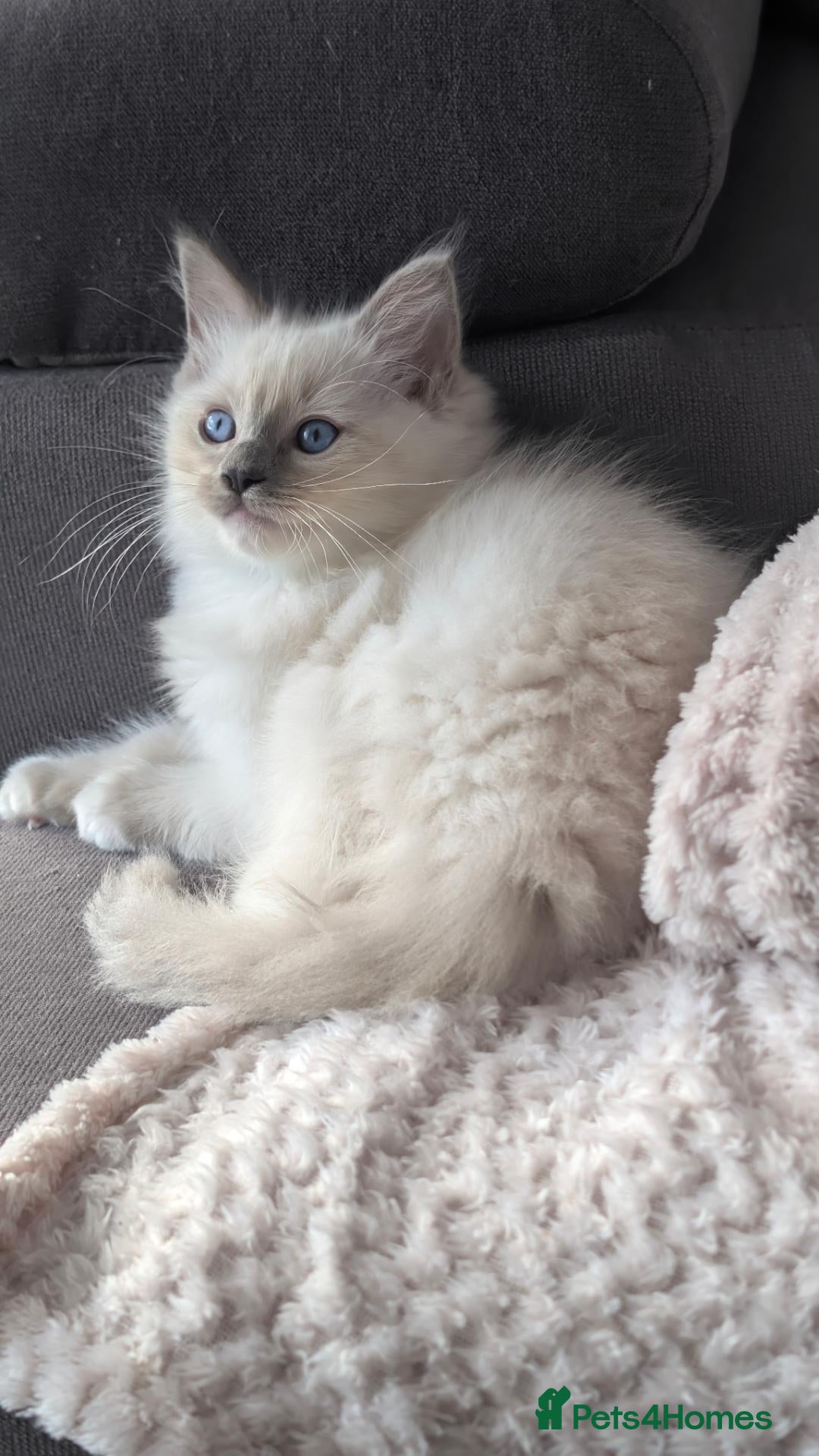 Ragdoll cats Ragdoll Kittens Ready now only one boy left🥰 - Advert 8