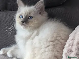 Ragdoll cats Ragdoll Kittens Ready now only one boy left🥰 - Advert 8