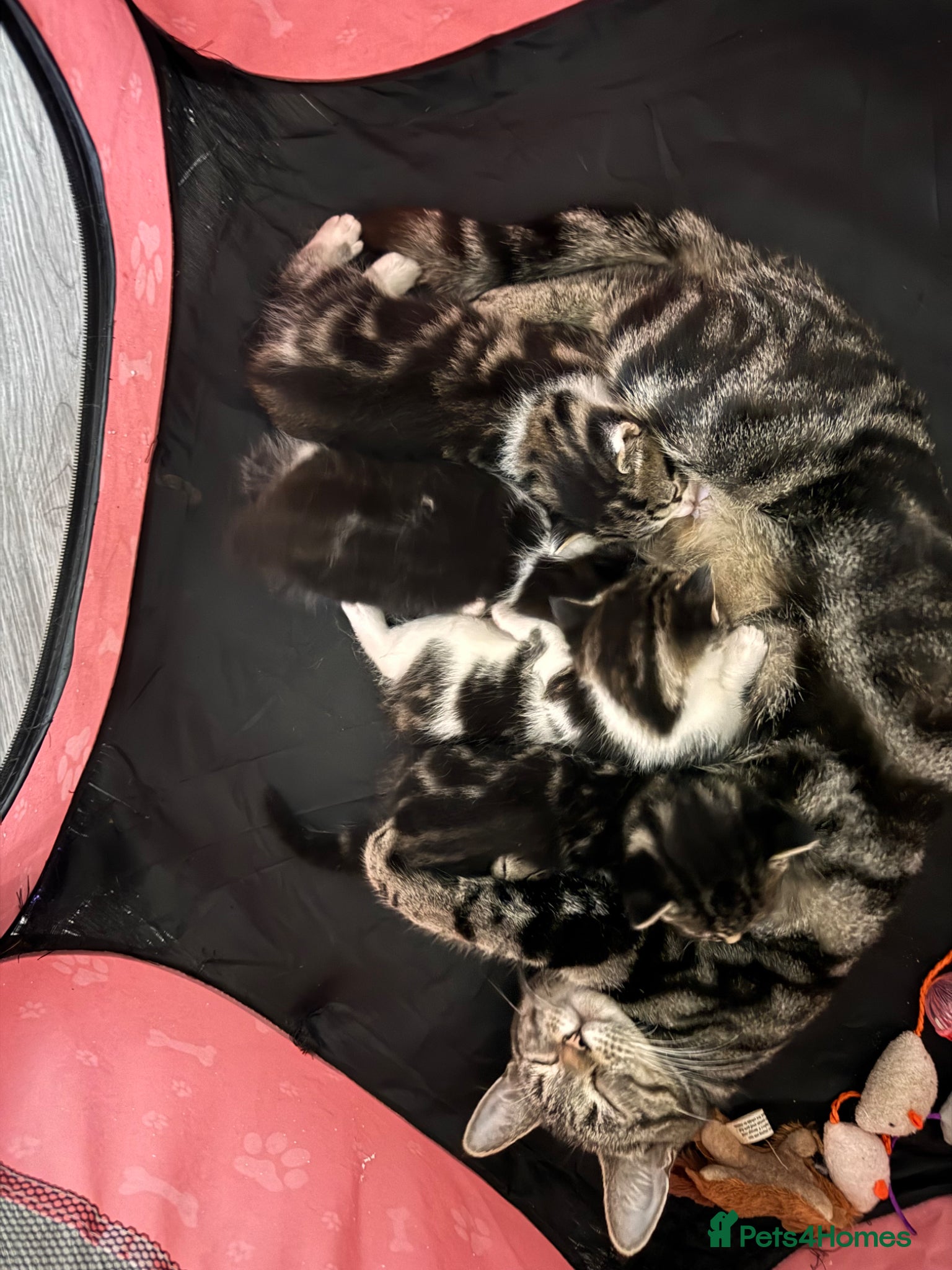 Mixed Breed cats 4 Adorable Kittens Looking For Forever Homes - Advert 1