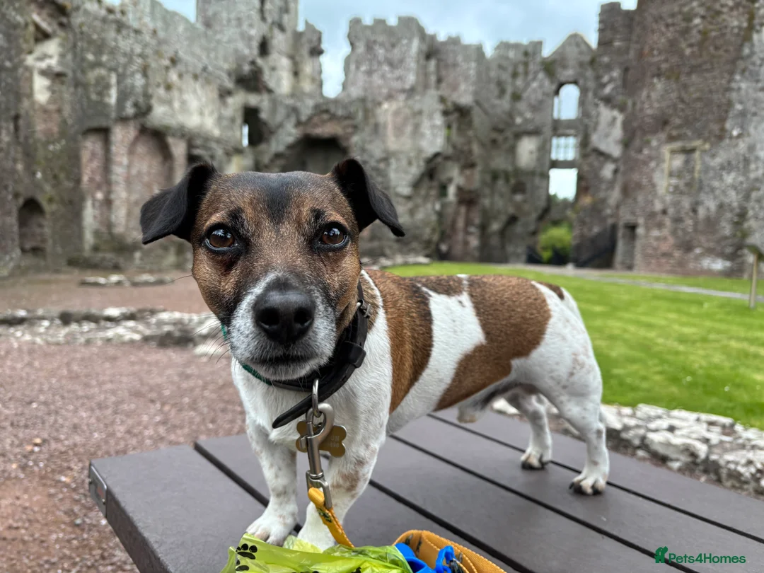 Jack Russell dogs for stud: Jack Russell Stud Available - Advert 4