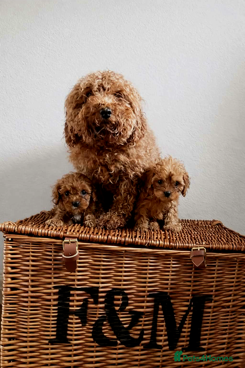Cavapoo dogs Beautiful Cavapoo puppies available  - Advert 1