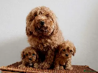 Cavapoo dogs Beautiful Cavapoo puppies available - Advert 1