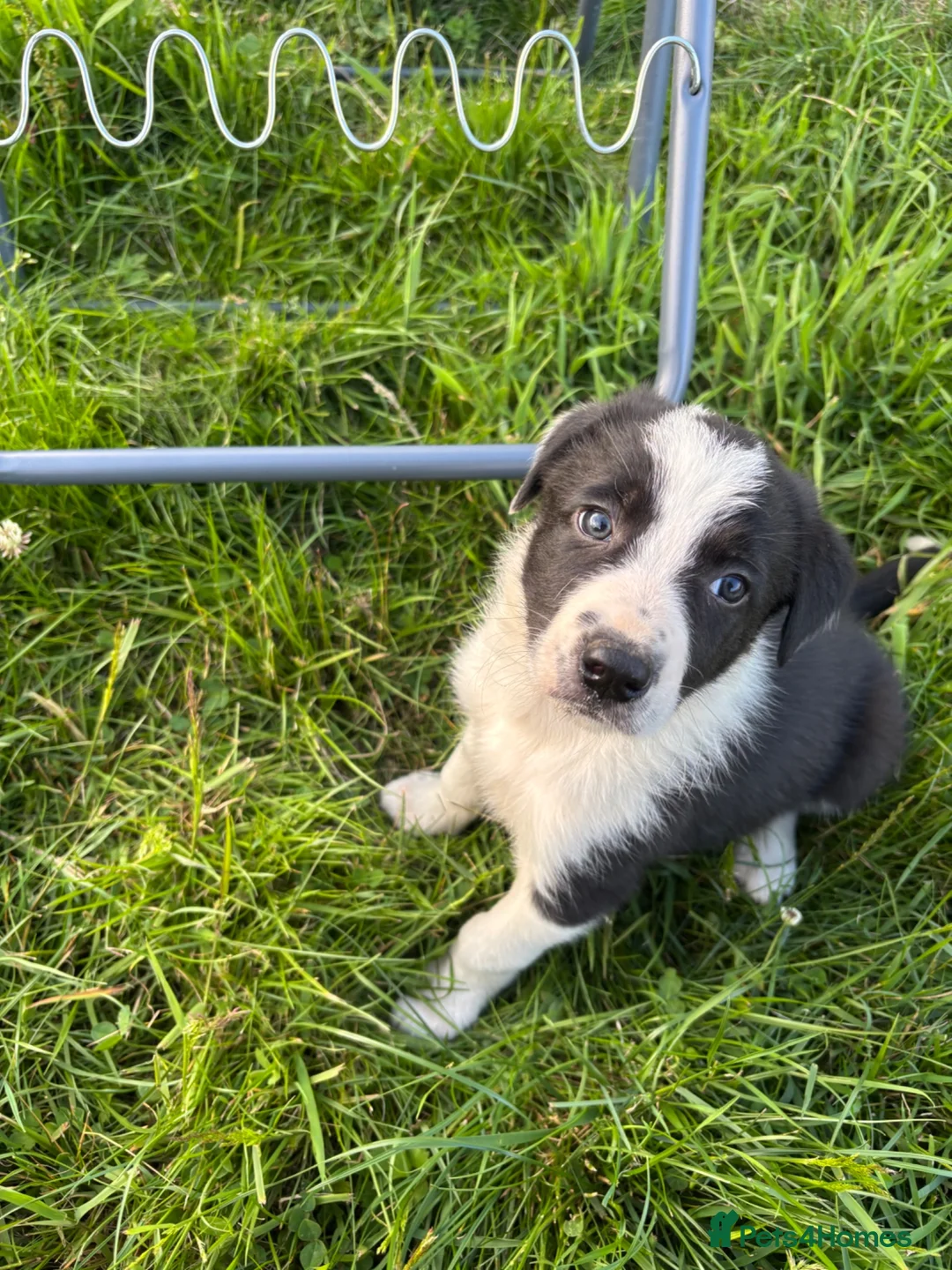 Border Collie dogs for sale: Beautiful pups for sale  - Advert 12
