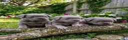 French Bulldog dogs for sale: Fluffy French Bulldog Pups - Advert 1